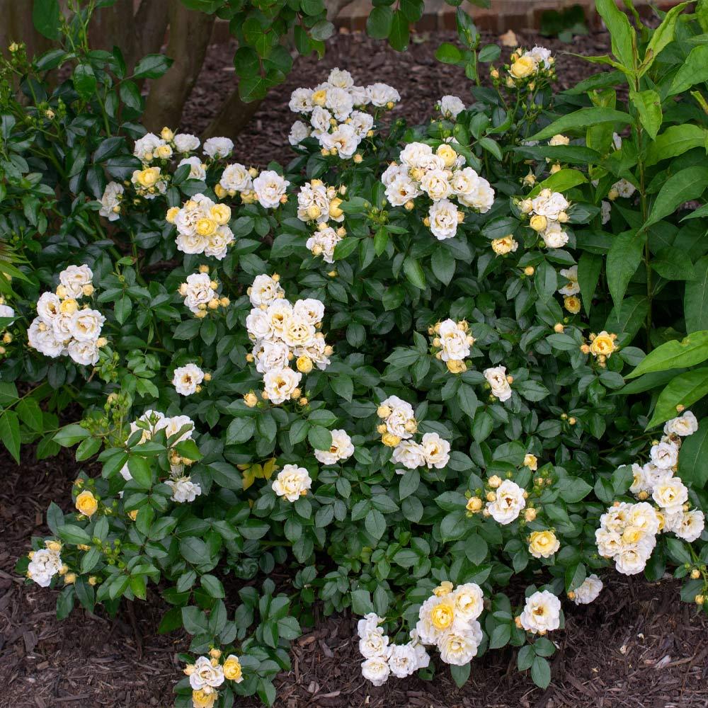 Rosa Landscape Popcorn Drift - View 4 from www redcrocus com