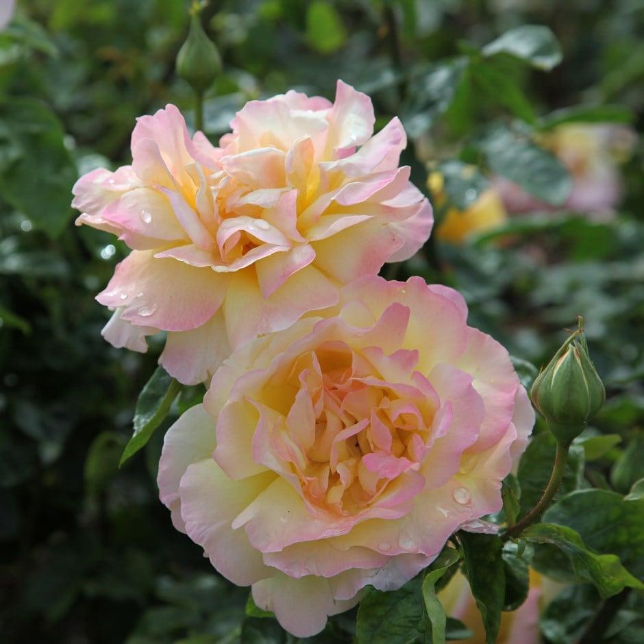 Rosa Hybrid Tea Peace - View 10 from www redcrocus com