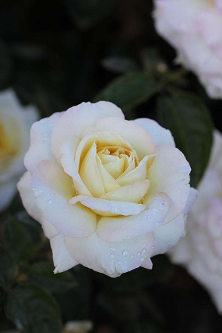 Rosa Hybrid Tea Peace - View 13 from www redcrocus com