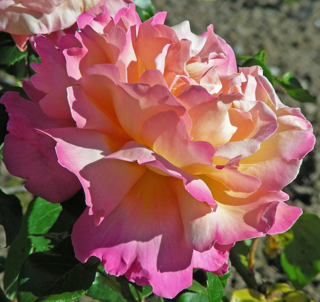 Rosa Hybrid Tea Peace - View 14 from www redcrocus com