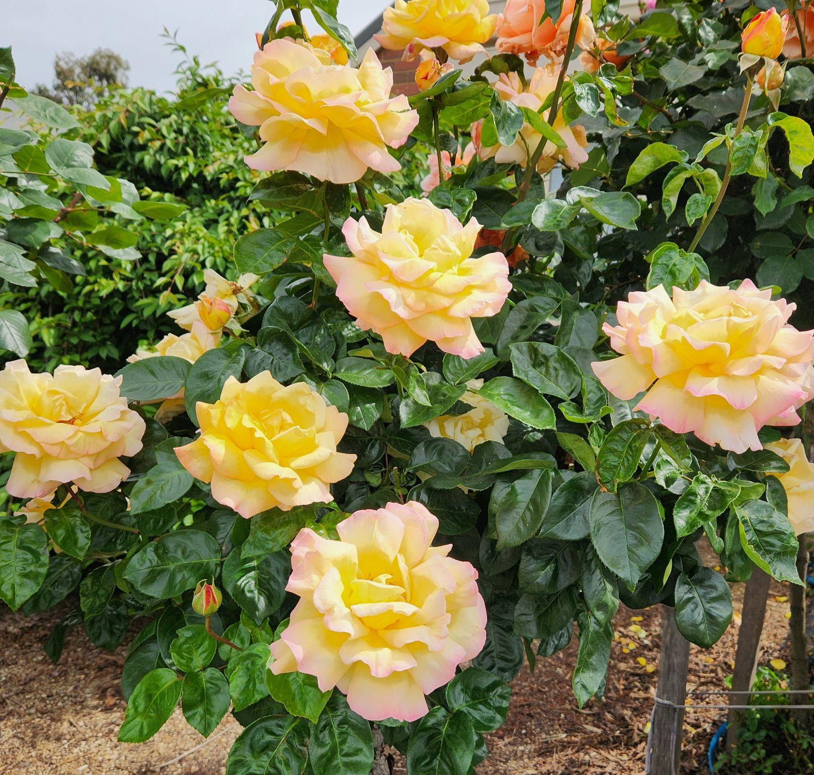 Rosa Hybrid Tea Peace - View 15 from www redcrocus com