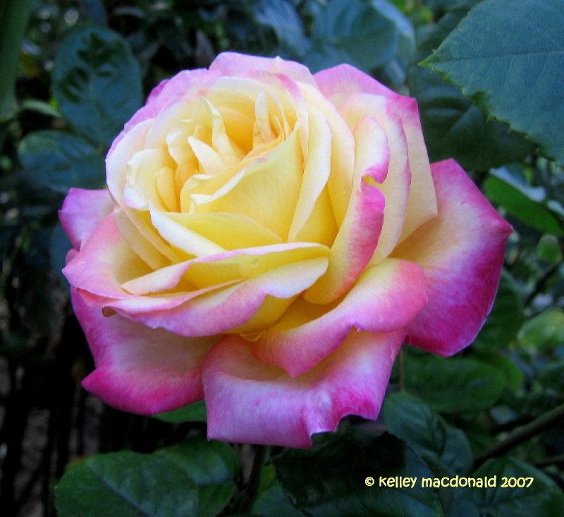 Rosa Hybrid Tea Peace - View 16 from www redcrocus com