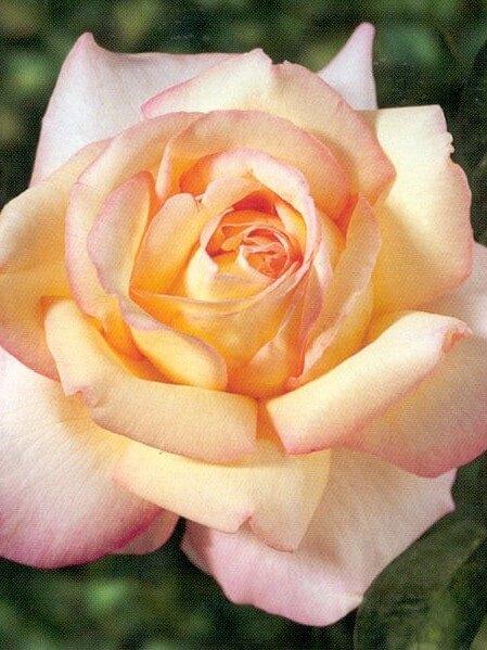 Rosa Hybrid Tea Peace - View 17 from www redcrocus com