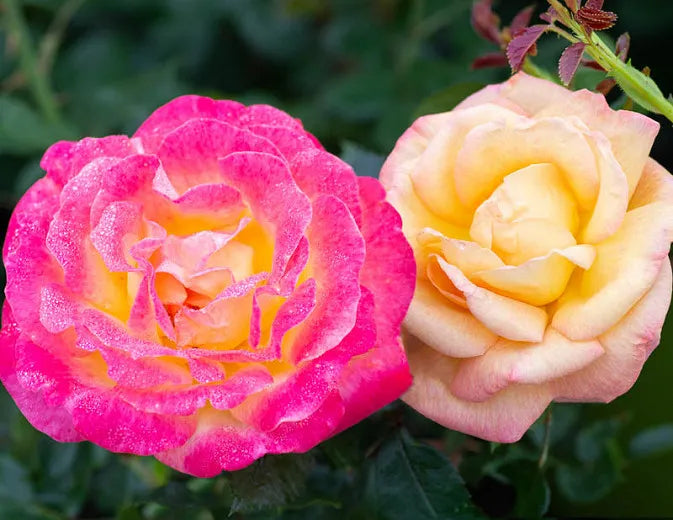 Rosa Hybrid Tea Peace - View 17 from www redcrocus com