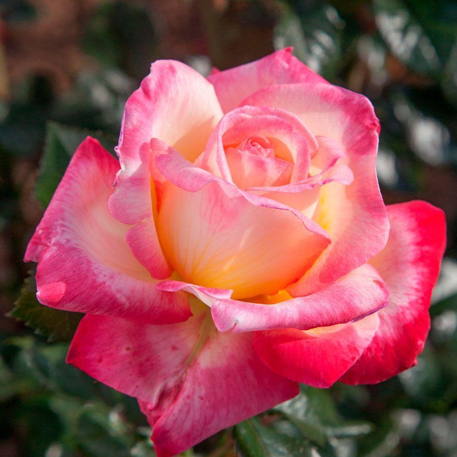 Rosa Hybrid Tea Peace - View 18 from www redcrocus com