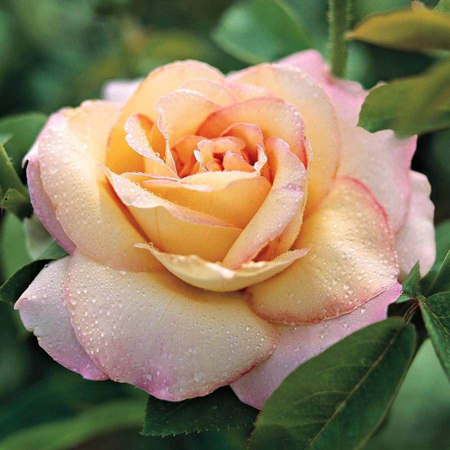Rosa Hybrid Tea Peace - View 1 from www redcrocus com
