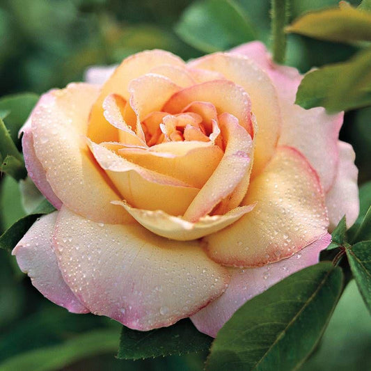 Rosa Hybrid Tea Peace - View 1 from www redcrocus com