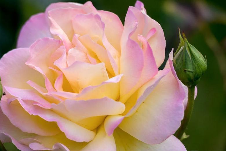 Rosa Hybrid Tea Peace - View 2 from www redcrocus com
