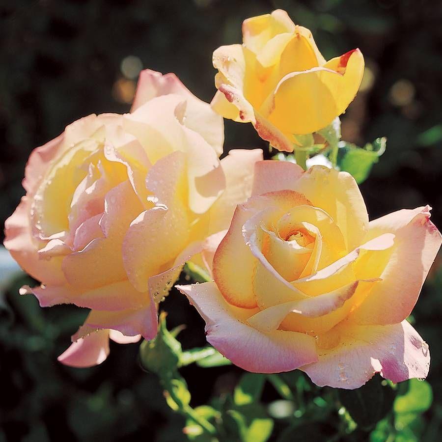 Rosa Hybrid Tea Peace - View 3 from www redcrocus com