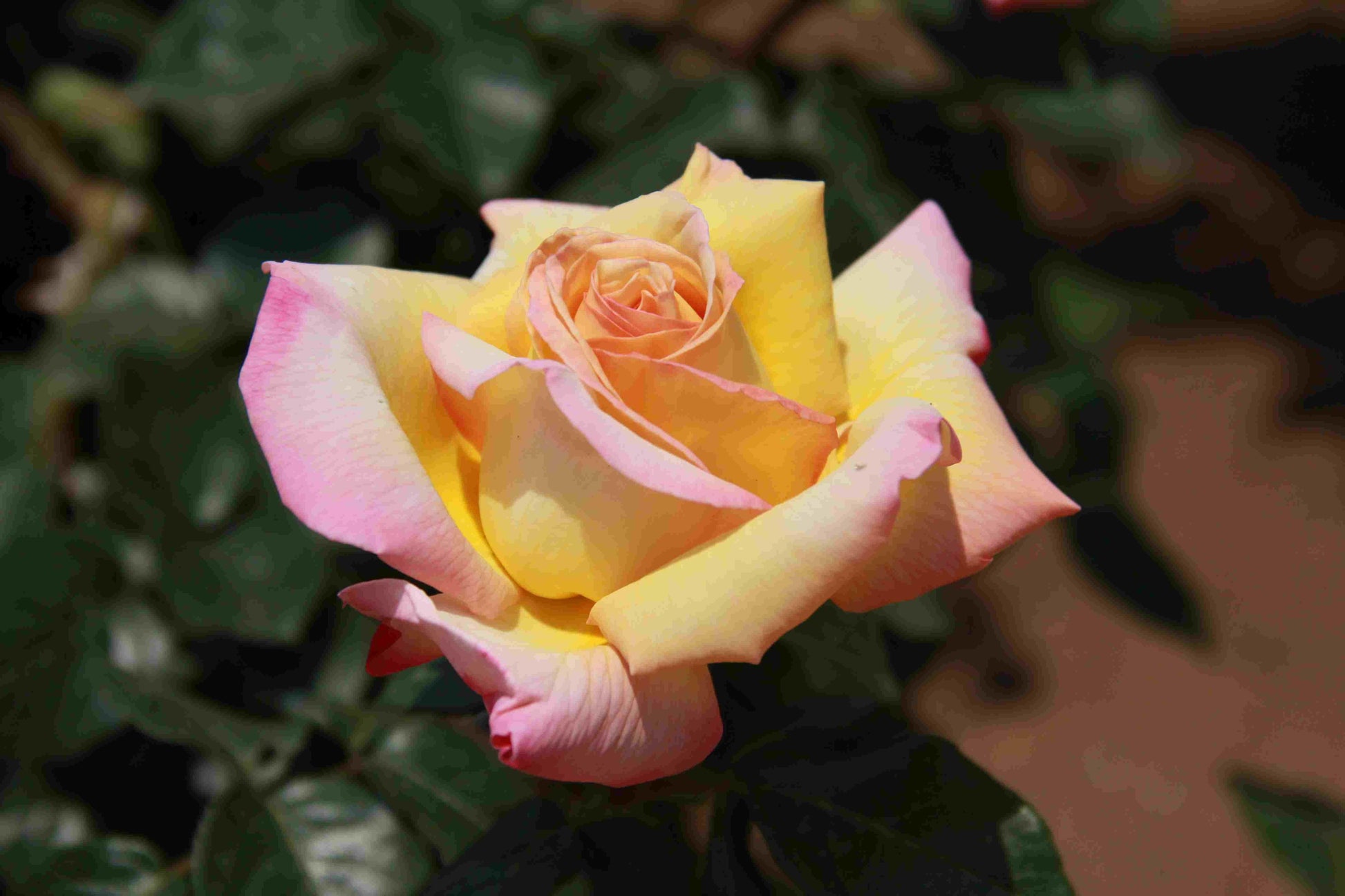 Rosa Hybrid Tea Peace - View 4 from www redcrocus com