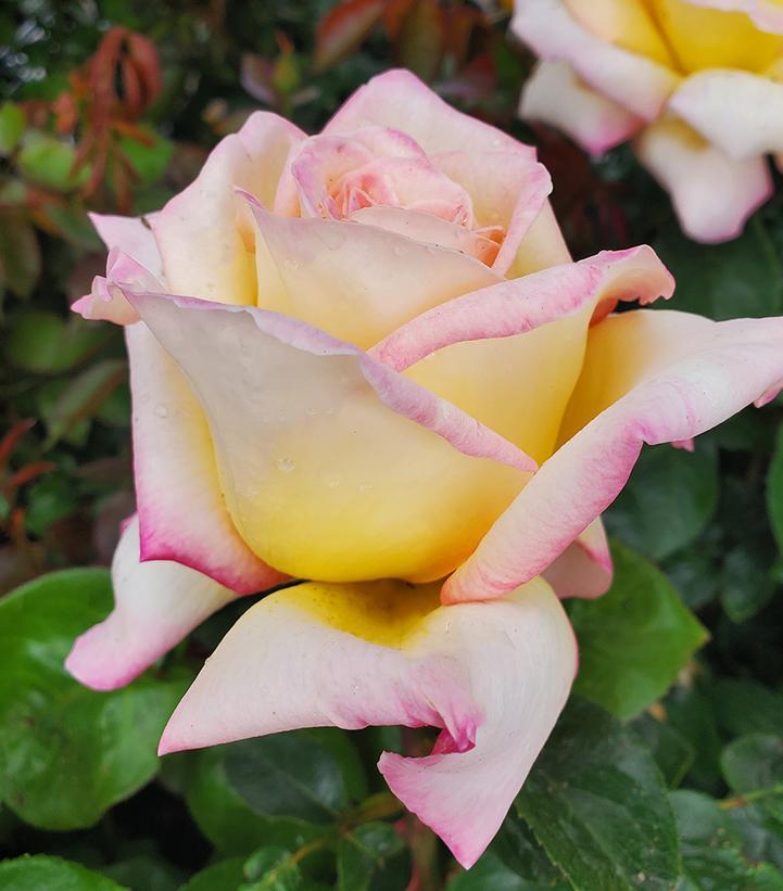 Rosa Hybrid Tea Peace - View 5 from www redcrocus com