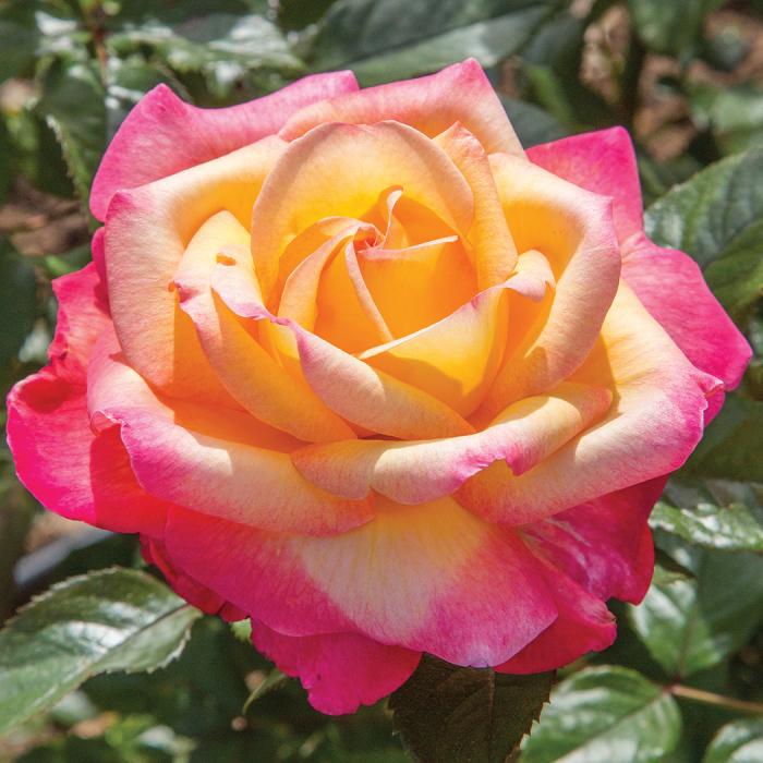 Rosa Hybrid Tea Peace - View 6 from www redcrocus com