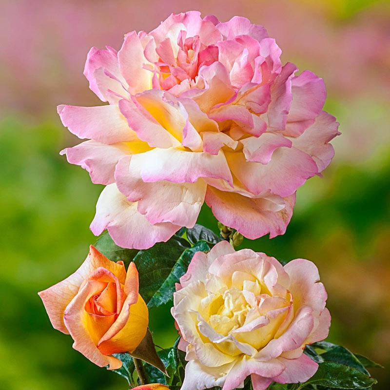 Rosa Hybrid Tea Peace - View 7 from www redcrocus com