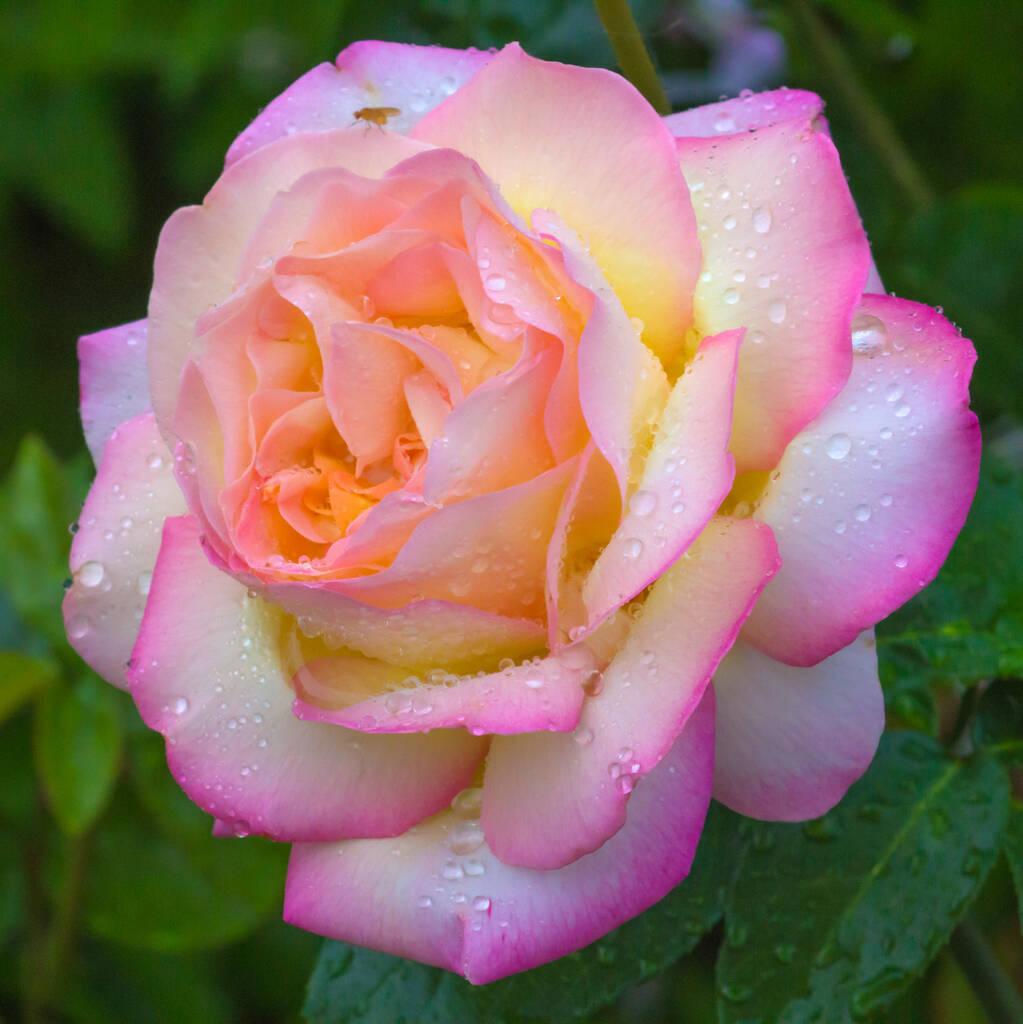 Rosa Hybrid Tea Peace - View 8 from www redcrocus com