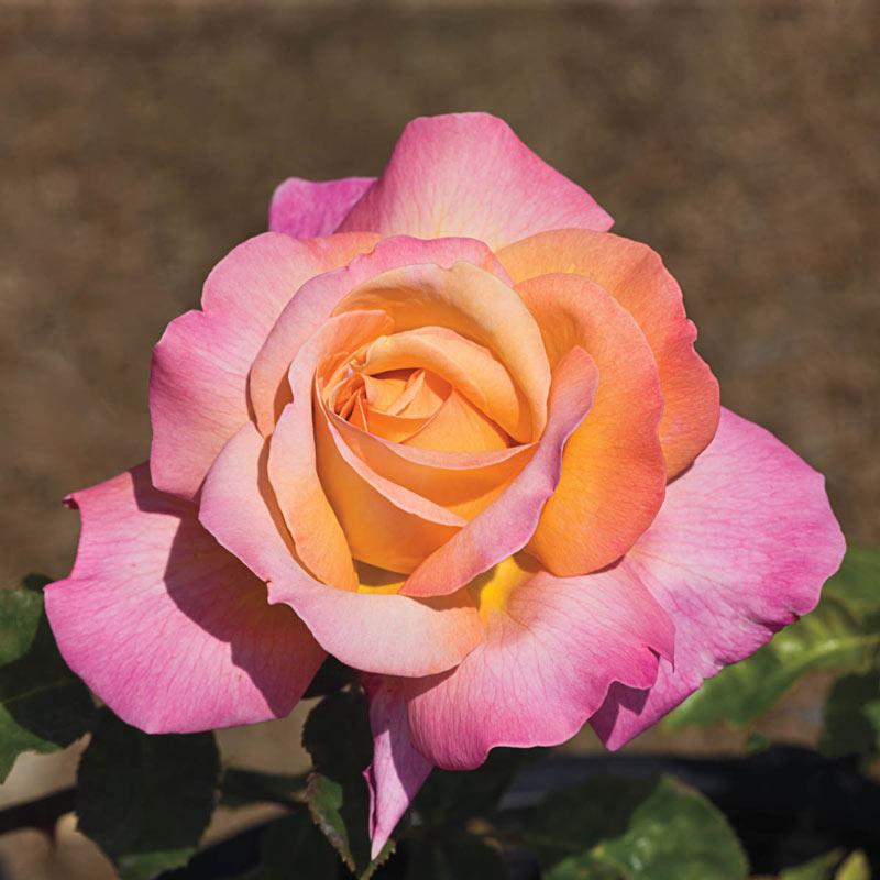 Rosa Hybrid Tea Peace - View 9 from www redcrocus com