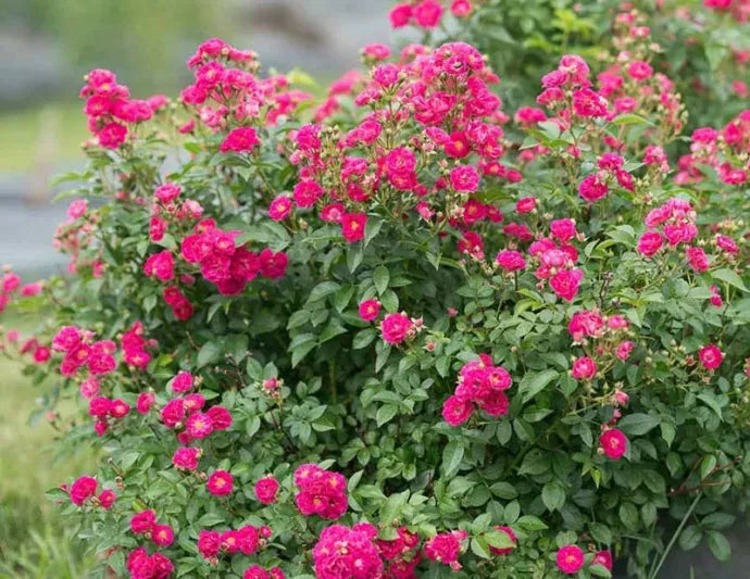 Rosa Landscape Oso Easy Peasy - View 10 from www redcrocus com