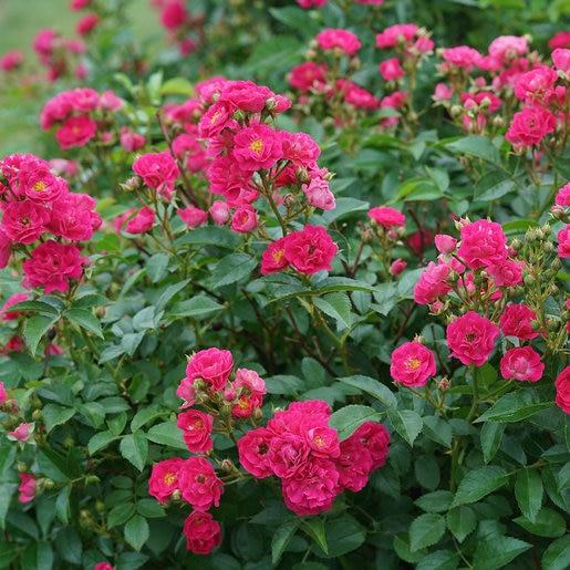 Rosa Landscape Oso Easy Peasy - View 11 from www redcrocus com