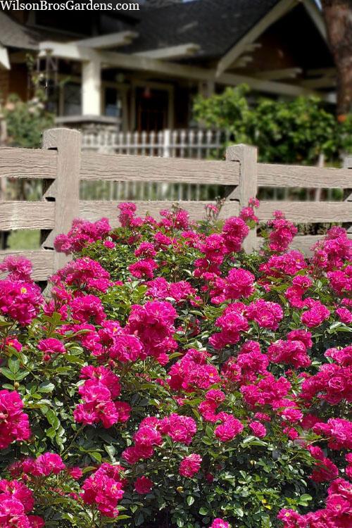 Rosa Landscape Oso Easy Peasy - View 13 from www redcrocus com