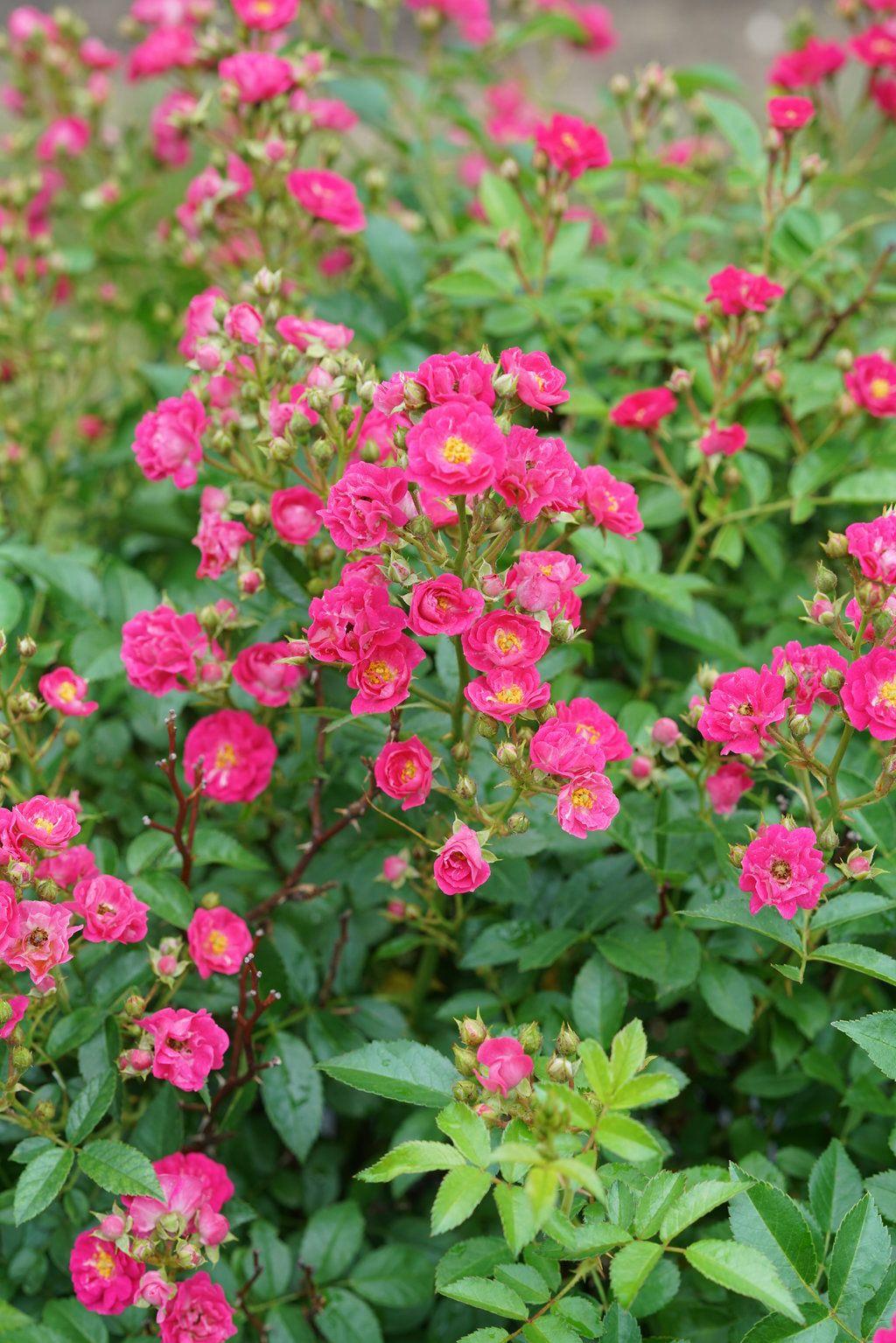 Rosa Landscape Oso Easy Peasy - View 15 from www redcrocus com