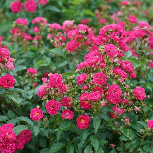 Rosa Landscape Oso Easy Peasy - View 17 from www redcrocus com