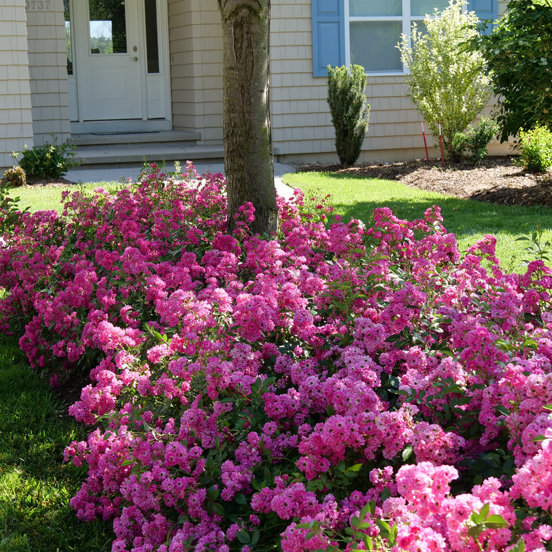 Rosa Landscape Oso Easy Peasy - View 1 from www redcrocus com