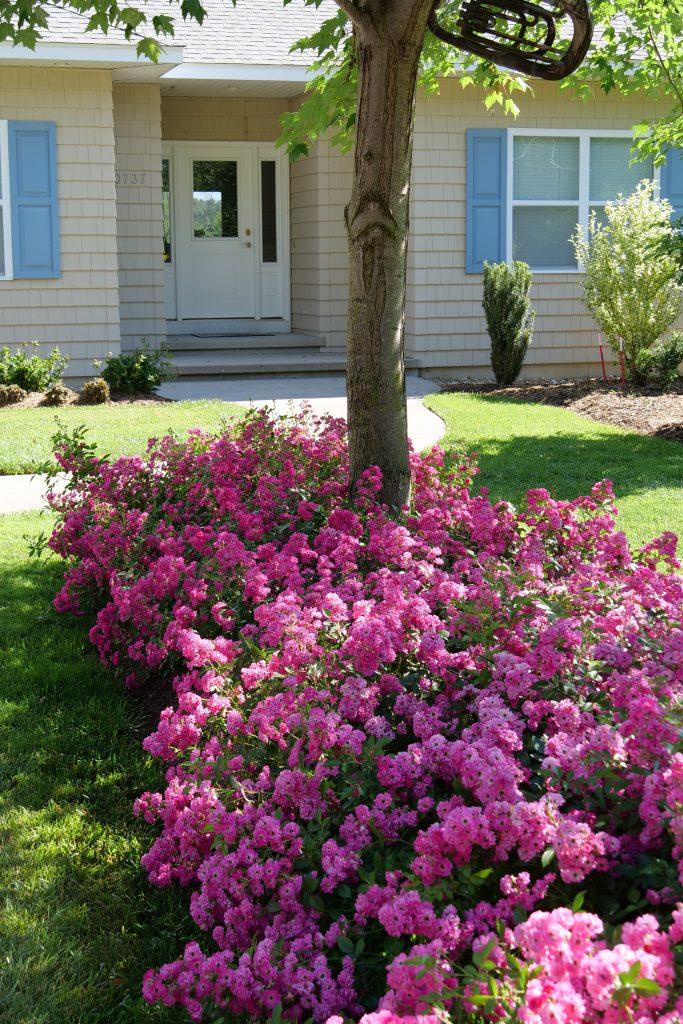 Rosa Landscape Oso Easy Peasy - View 2 from www redcrocus com