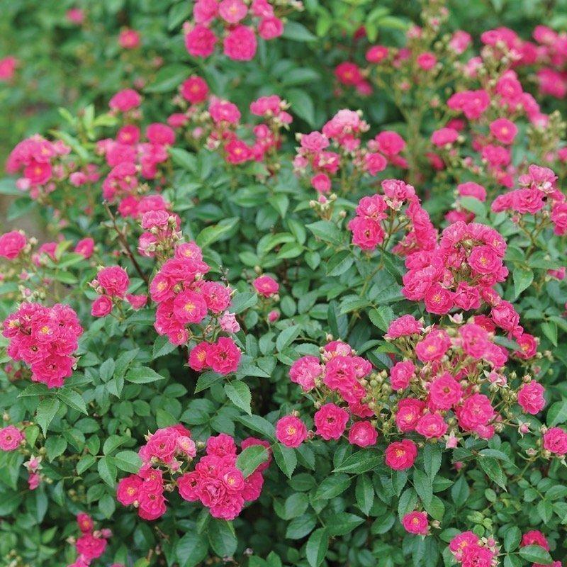 Rosa Landscape Oso Easy Peasy - View 3 from www redcrocus com