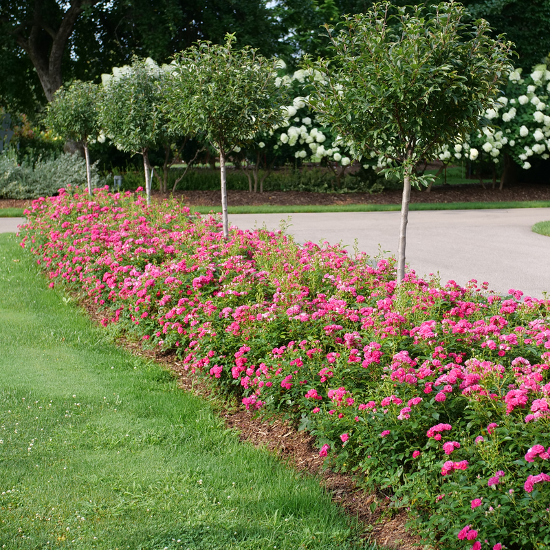 Rosa Landscape Oso Easy Peasy - View 4 from www redcrocus com
