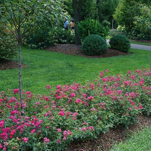 Rosa Landscape Oso Easy Peasy - View 5 from www redcrocus com