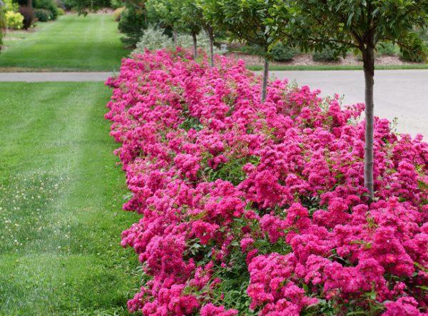Rosa Landscape Oso Easy Peasy - View 7 from www redcrocus com