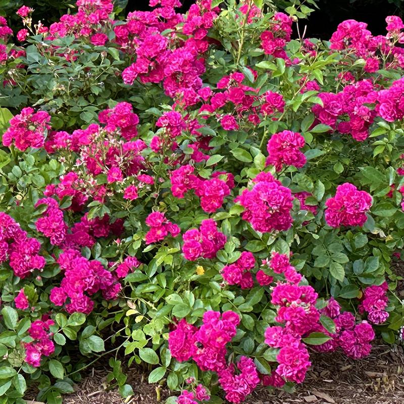 Rosa Landscape Oso Easy Peasy - View 8 from www redcrocus com