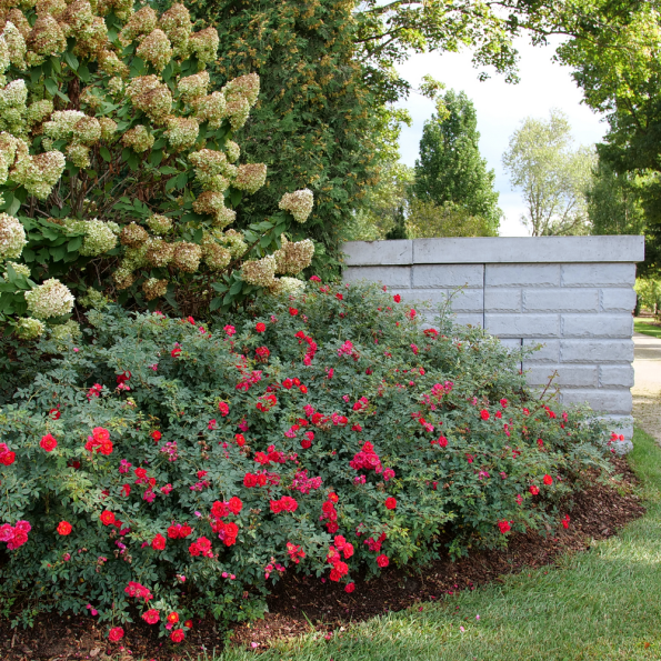 Rosa Landscape Oso Easy Peasy - View 8 from www redcrocus com