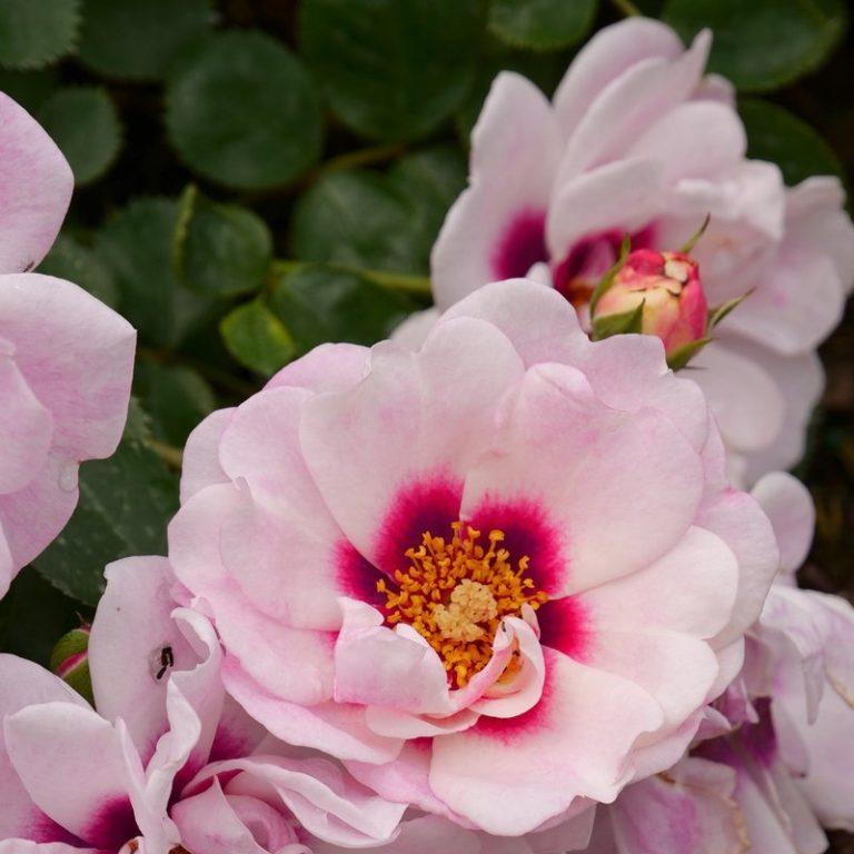 Rosa Landscape Oso Easy Peasy - View 9 from www redcrocus com