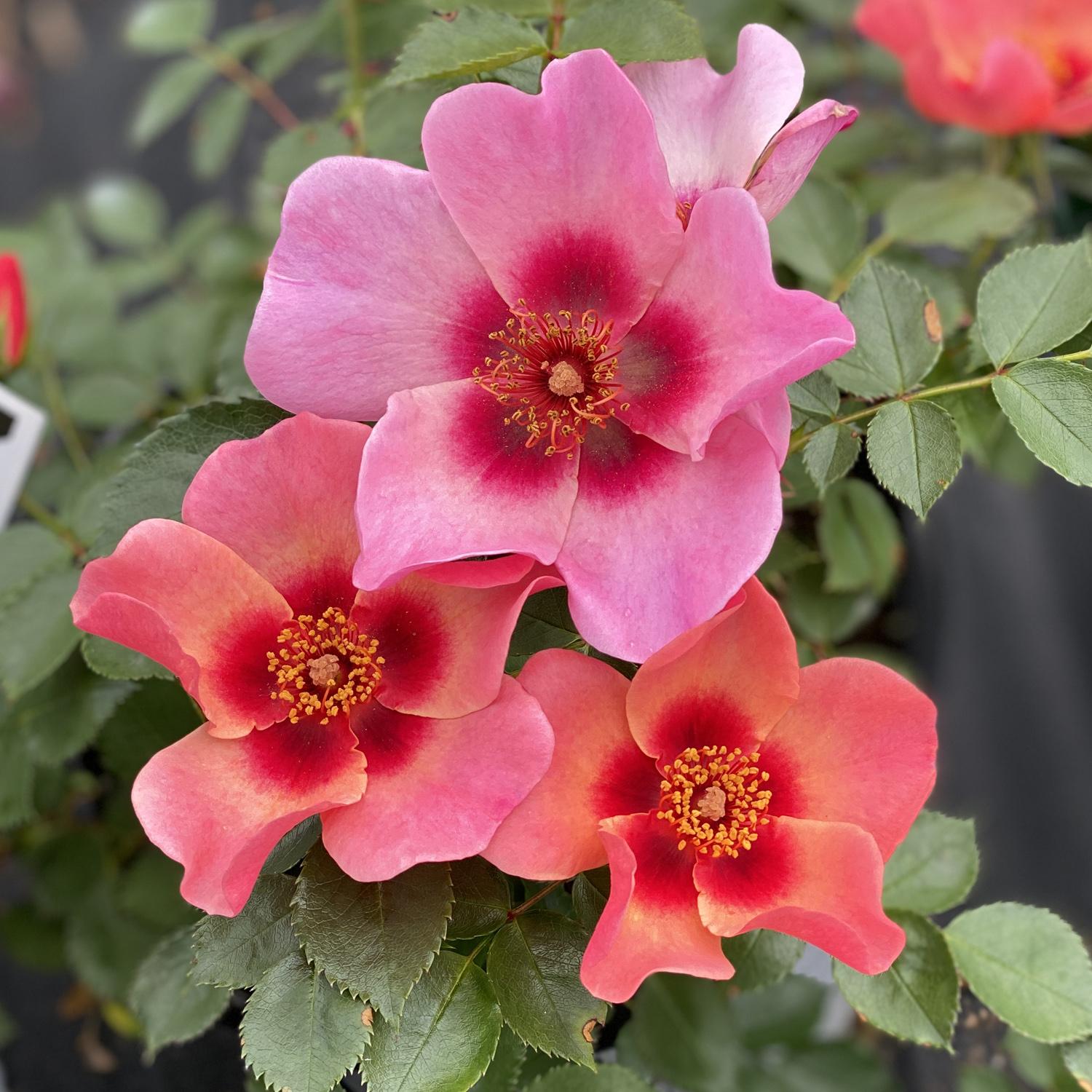 Rosa Landscape Ringo All Star - View 10 from www redcrocus com