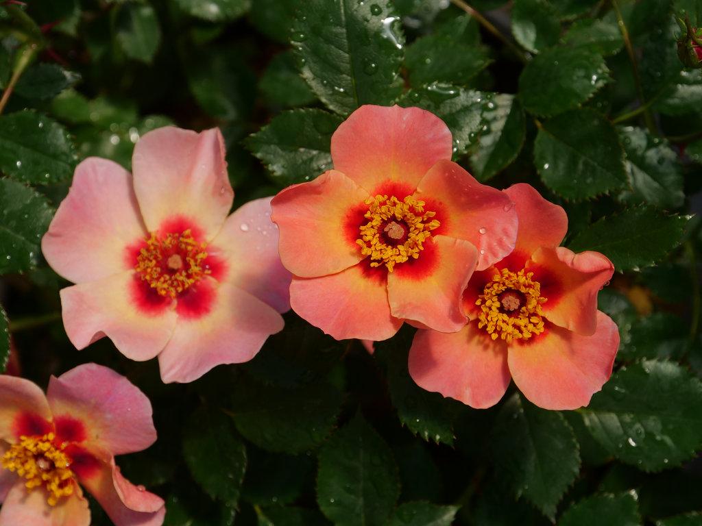 Rosa Landscape Ringo All Star - View 11 from www redcrocus com