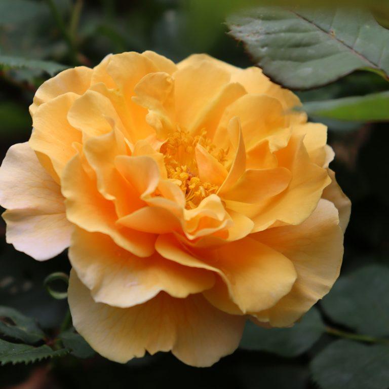 Rosa Landscape Ringo All Star - View 12 from www redcrocus com