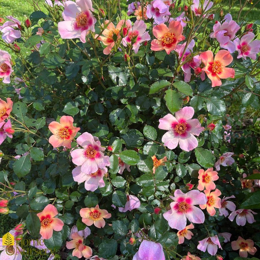 Rosa Landscape Ringo All Star - View 13 from www redcrocus com