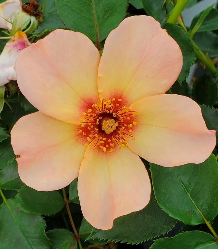 Rosa Landscape Ringo All Star - View 14 from www redcrocus com