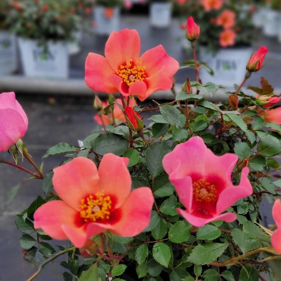 Rosa Landscape Ringo All Star - View 15 from www redcrocus com