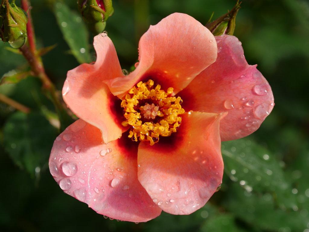 Rosa Landscape Ringo All Star - View 16 from www redcrocus com