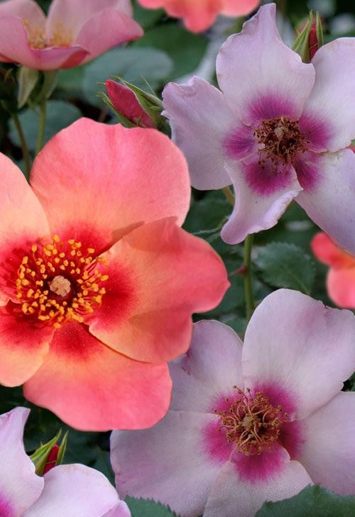 Rosa Landscape Ringo All Star - View 17 from www redcrocus com