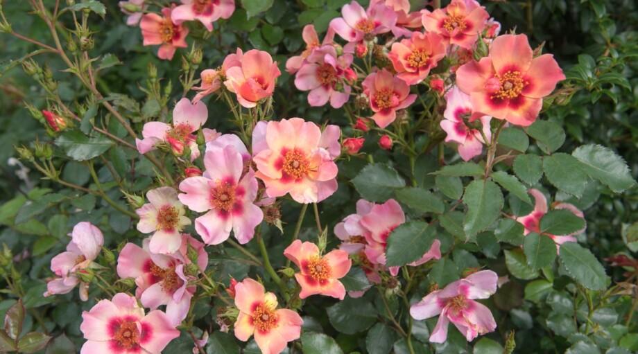 Rosa Landscape Ringo All Star - View 18 from www redcrocus com