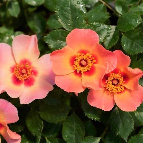 Rosa Landscape Ringo All Star - View 19 from www redcrocus com