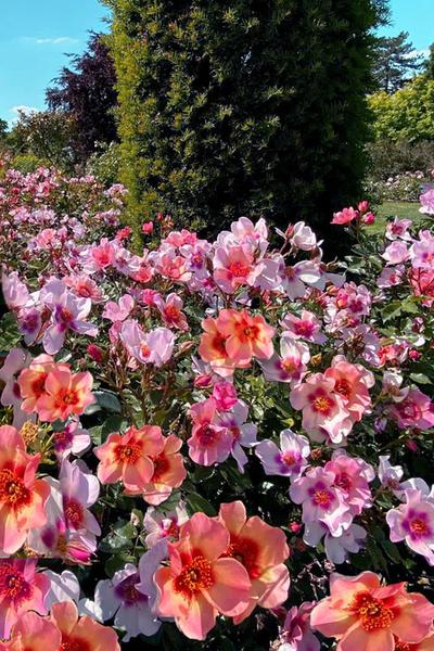 Rosa Landscape Ringo All Star - View 2 from www redcrocus com