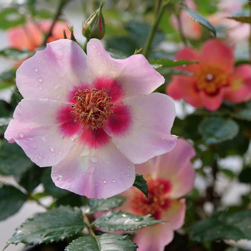 Rosa Landscape Ringo All Star - View 3 from www redcrocus com