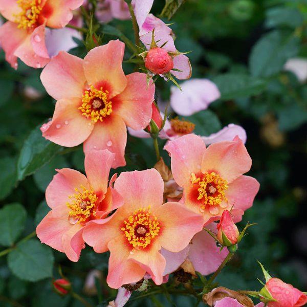 Rosa Landscape Ringo All Star - View 6 from www redcrocus com