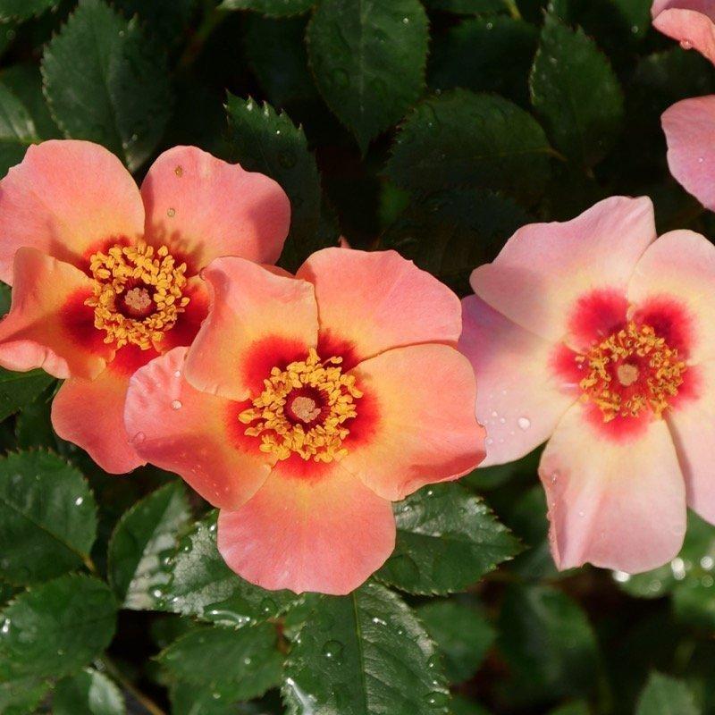 Rosa Landscape Ringo All Star - View 7 from www redcrocus com