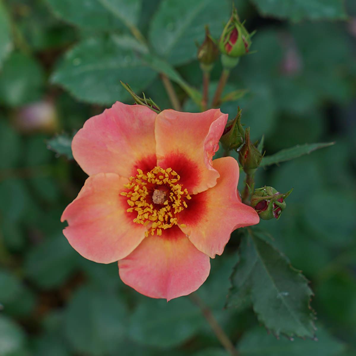 Rosa Landscape Ringo All Star - View 8 from www redcrocus com