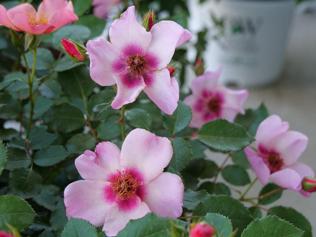 Rosa Landscape Ringo All Star - View 9 from www redcrocus com
