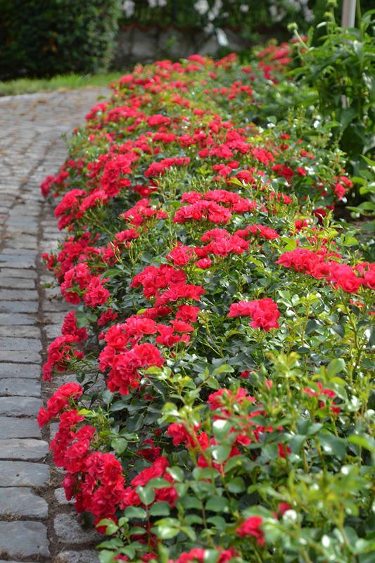 Rosa Landscape Flower Carpet Mini Cherry - View 10 from www redcrocus com